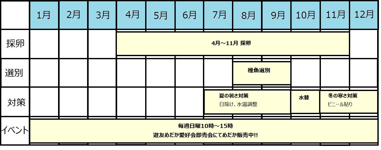 めだか飼育の年間スケジュール Kmcmaiyu